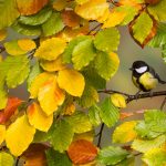 Great Tit