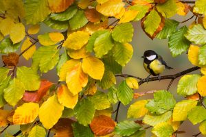 Great Tit