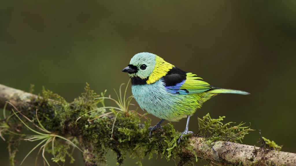 Green Headed Tanager