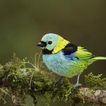 Green Headed Tanager