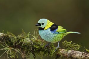 Green Headed Tanager