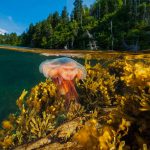 Gros Morne Jellyfish