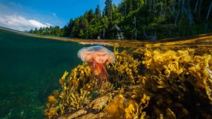 Gros Morne Jellyfish