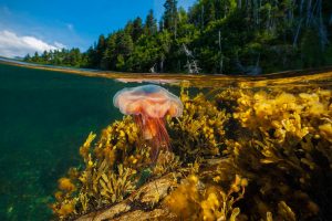 Gros Morne Jellyfish