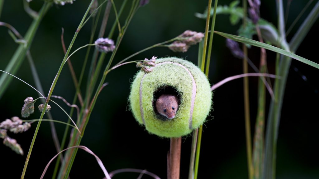 Harvest Mouse