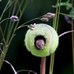 Harvest Mouse