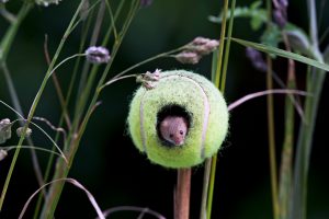 Harvest Mouse