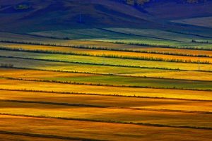 Hulunbuir Prairie