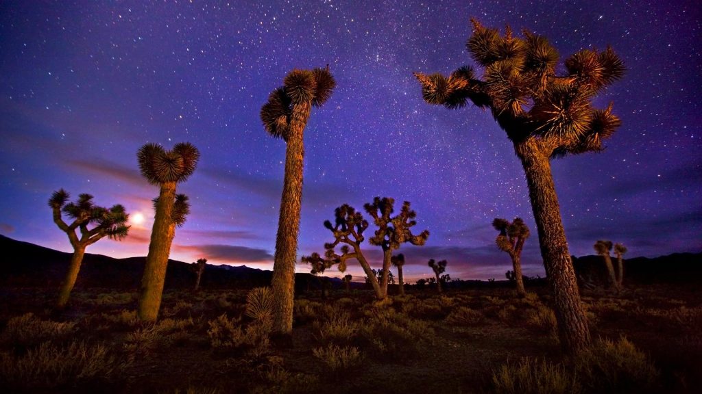 Joshua Trees