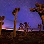 Joshua Trees