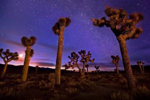 Joshua Trees