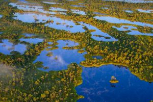 Kemeri Bog