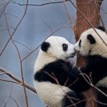 Kissing Pandas