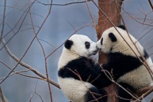 Kissing Pandas