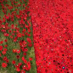 Knitted Poppies