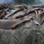 Konik Horses