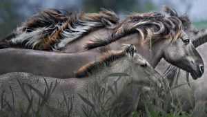 Konik Horses