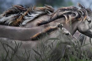 Konik Horses