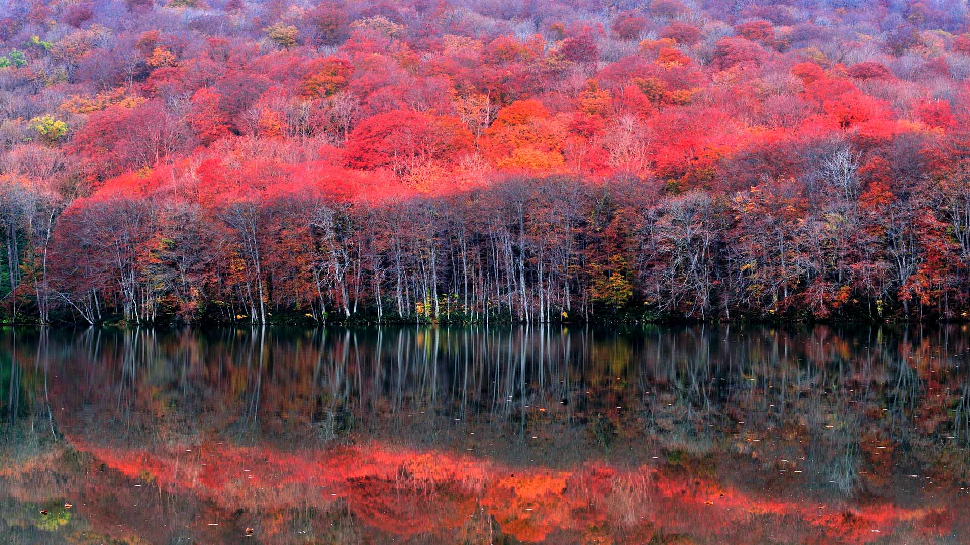 Late Autumn Bing Wallpaper Download