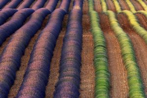 Lavender Provence