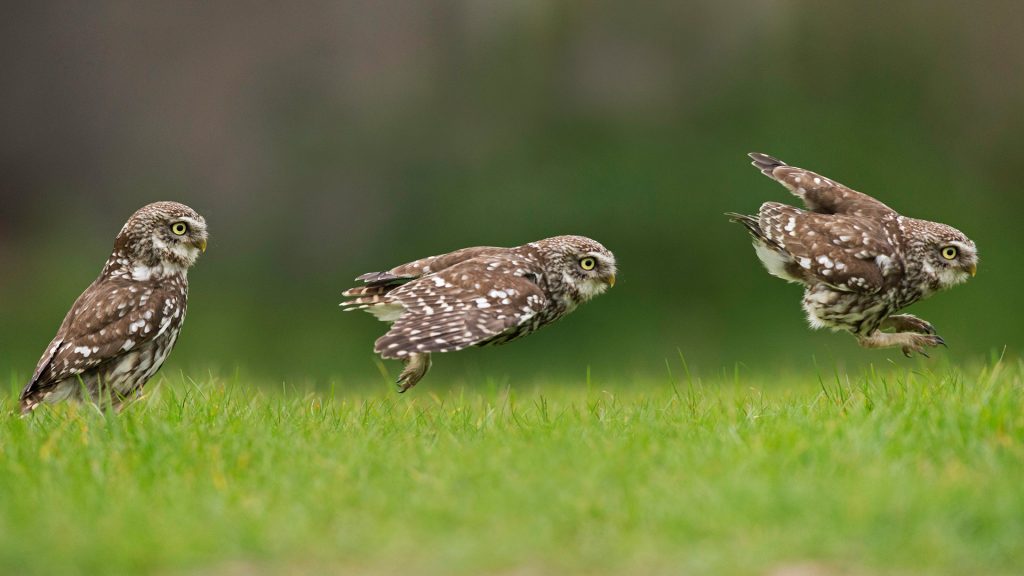 Little Owl