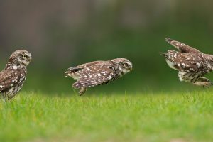 Little Owl