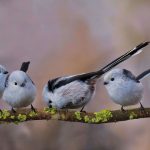 Long Tailed Bushtits