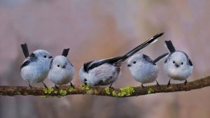 Long Tailed Bushtits