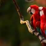 Macaws Kissing