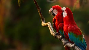 Macaws Kissing