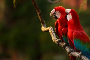 Macaws Kissing