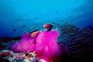 Pink Skunk Clownfish