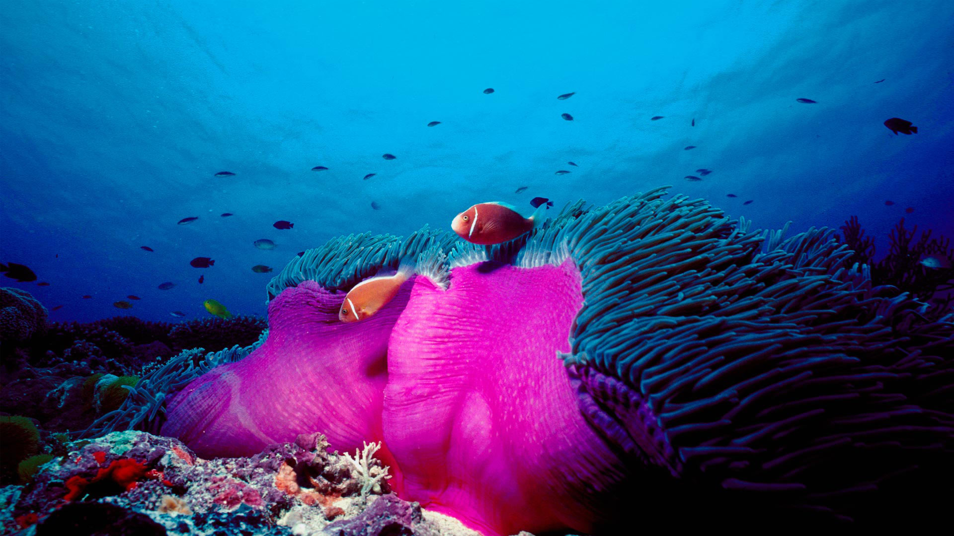 Pink Skunk Clownfish Bing Wallpaper Download