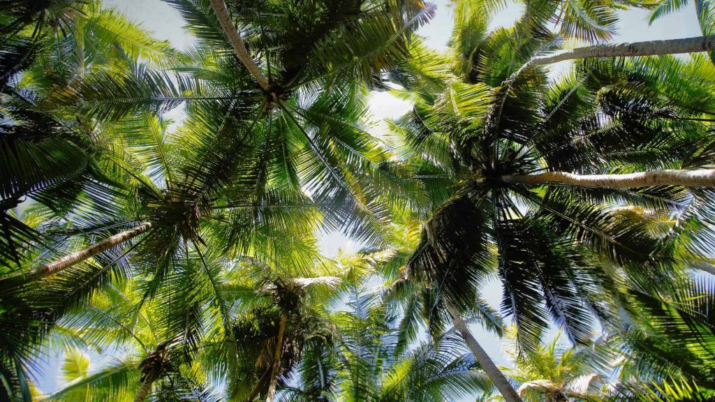 Maho Bay Palms