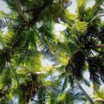 Maho Bay Palms