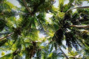 Maho Bay Palms