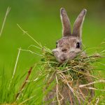 Nesting Rabbit