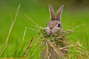 Nesting Rabbit