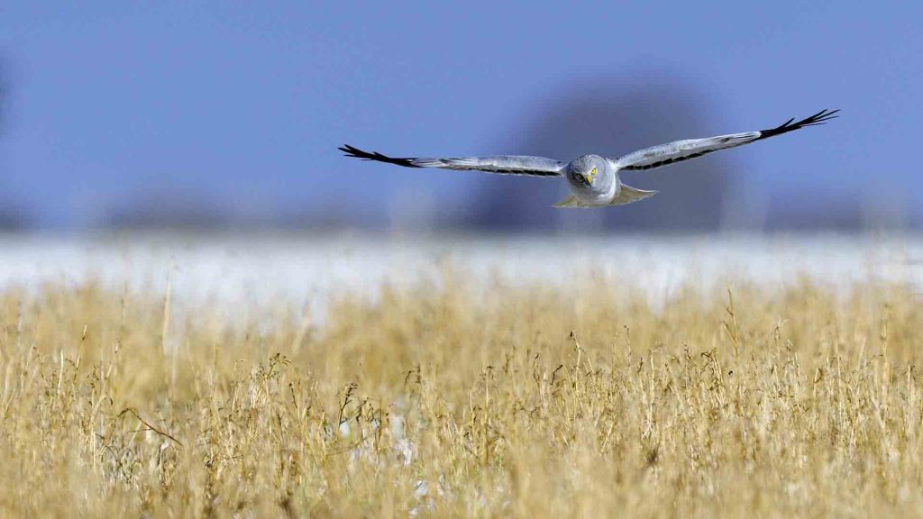 Northem Harrier Flying