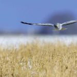 Northem Harrier Flying