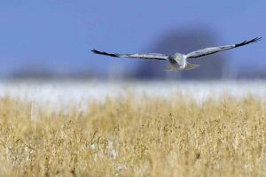 Northem Harrier Flying