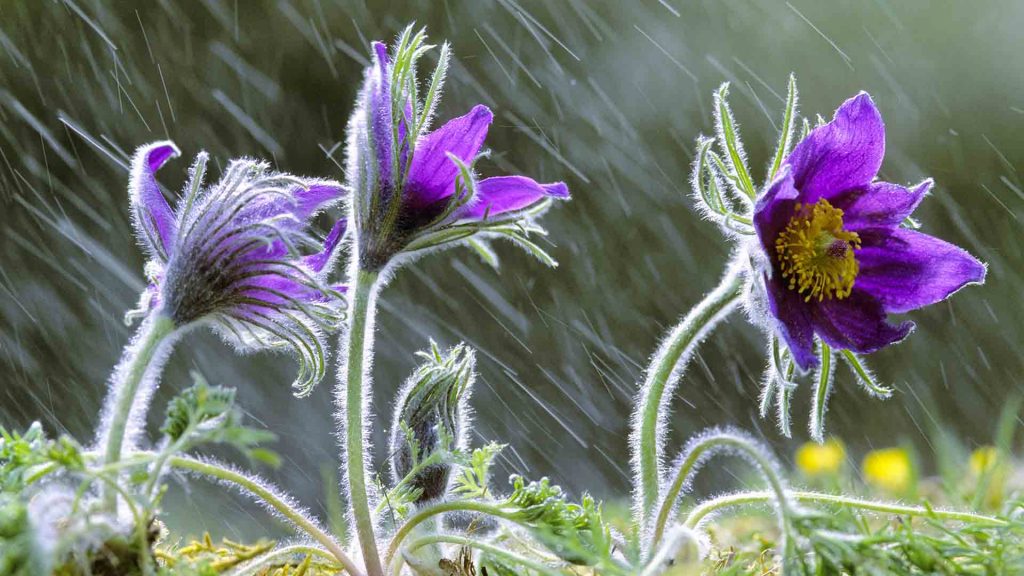 Pulsatilla Vulgaris In Rain