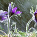 Pulsatilla Vulgaris In Rain