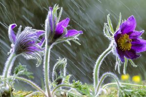 Pulsatilla Vulgaris In Rain