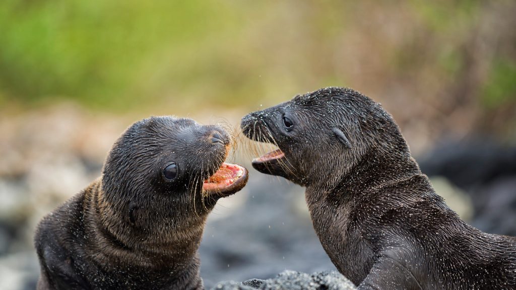 Pups Play Galapagos