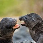 Pups Play Galapagos