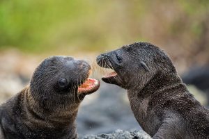 Pups Play Galapagos