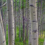 Quaking Aspens