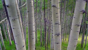 Quaking Aspens