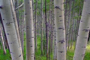 Quaking Aspens